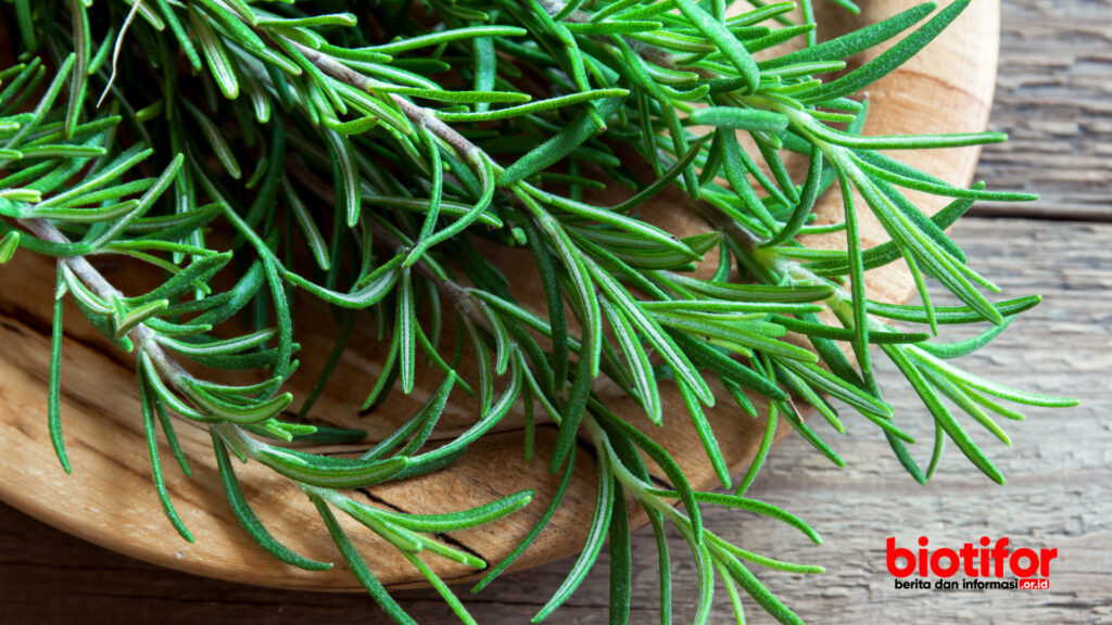 tanaman daun cemara Rosemary