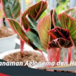 4 Jenis Tanaman Aglonema dan Harganya, Cek Yuk!