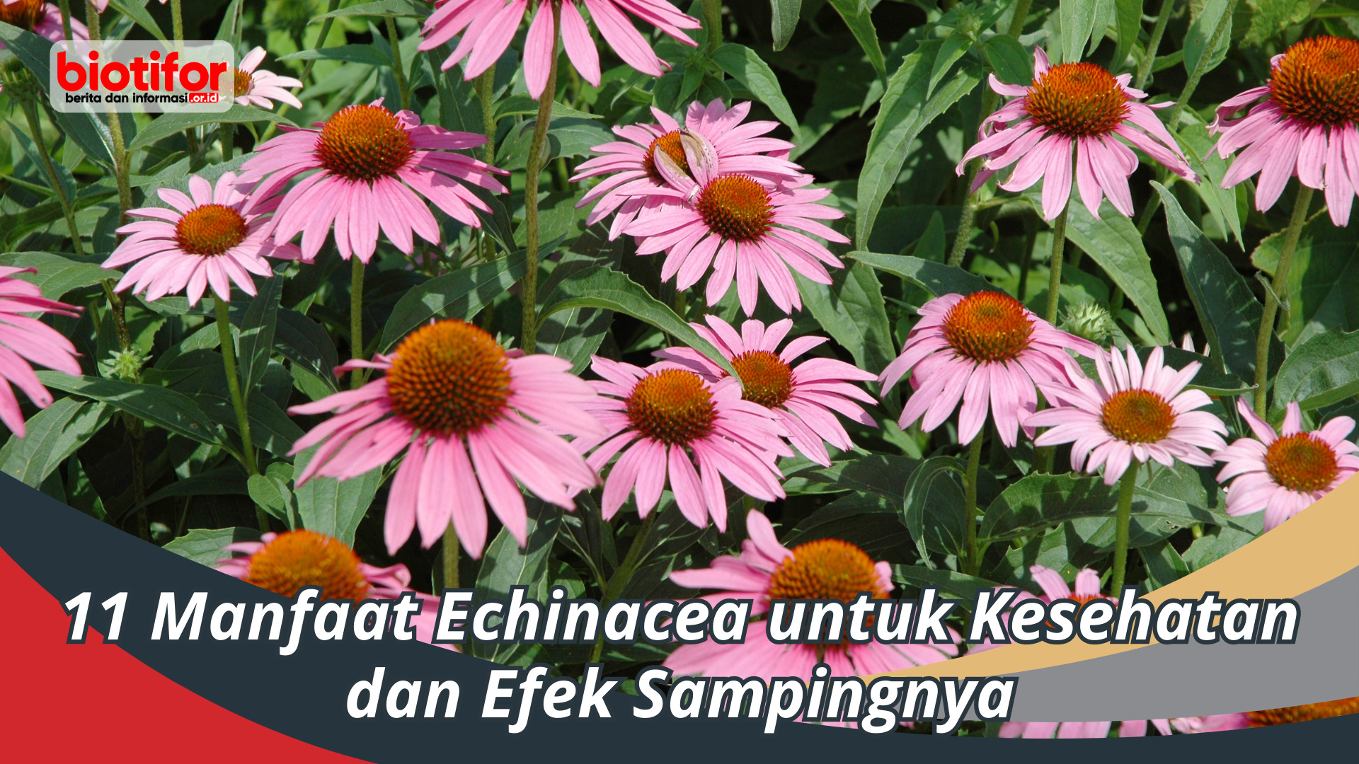 11 Manfaat Echinacea untuk Kesehatan dan Efek Sampingnya
