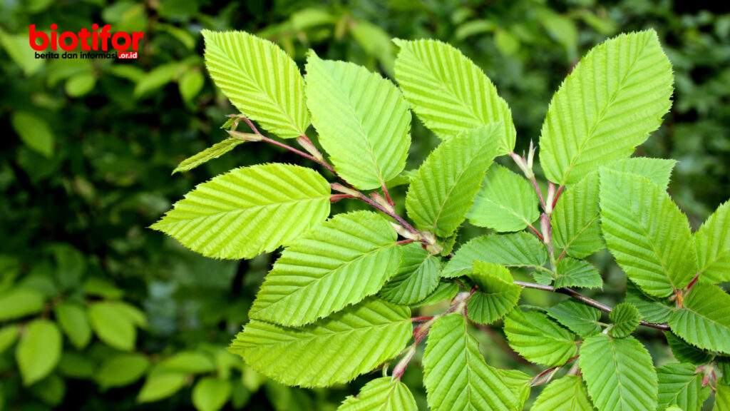 tanaman herbal untuk asam lambung