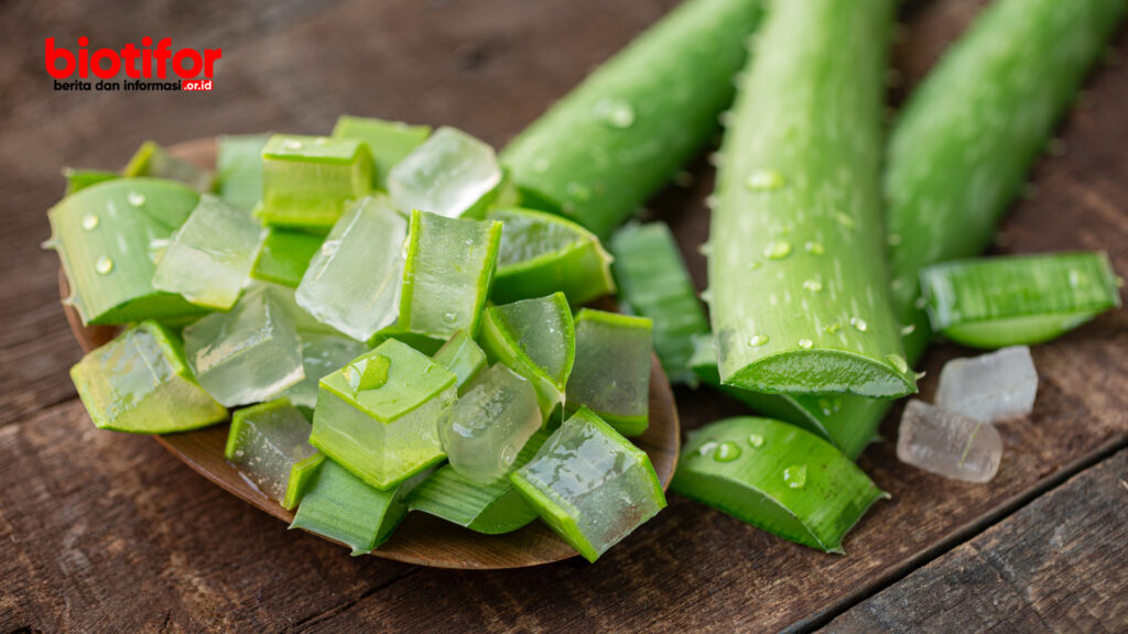 manfaat aloe vera 