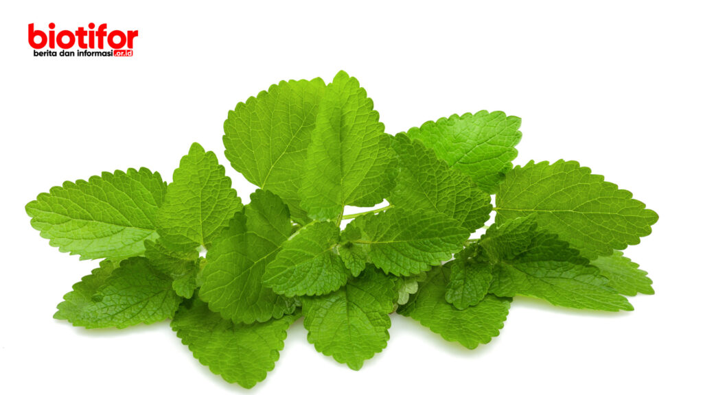 manfaat daun lemon balm