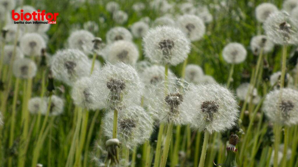 manfaat bunga dandelion