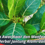 Daun Awar Awar dan Manfaatnya