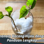 Cara Menanam Kacang Hijau dengan Kapas