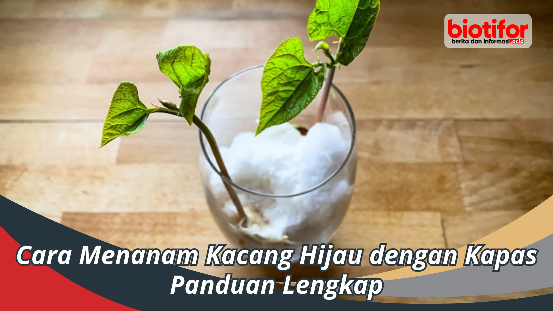 Cara Menanam Kacang Hijau dengan Kapas Panduan Lengkap Biotifor