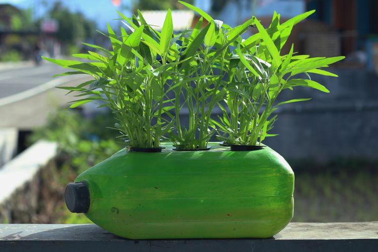 Proses Menanam Kangkung Hidroponik dengan Botol Bekas