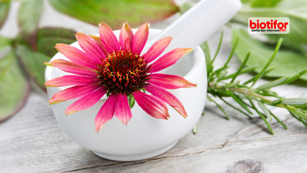 manfaat echinacea