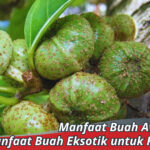 manfaat buah awar-awar