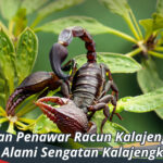 tanaman penawar racun kalajengking