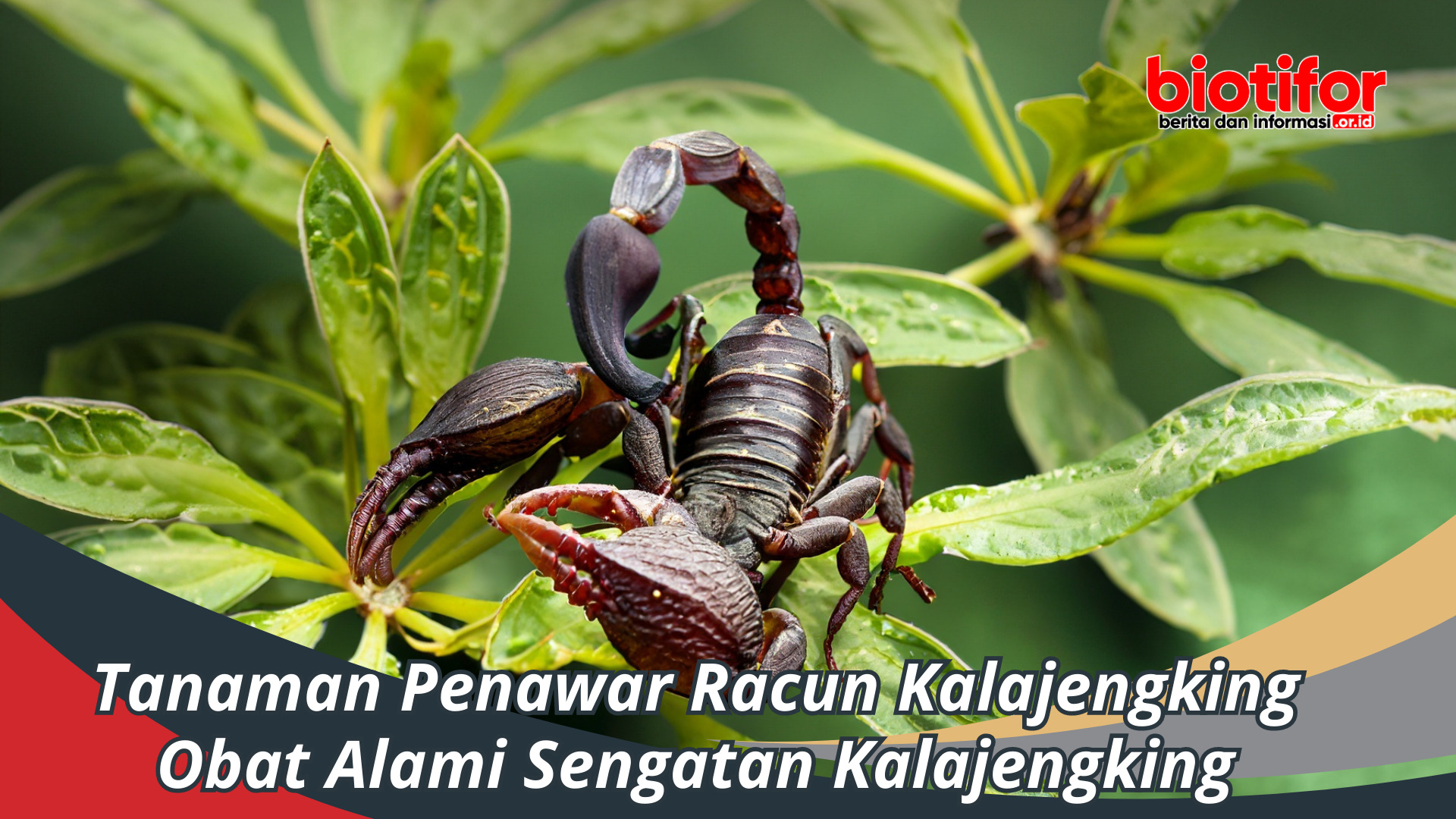 Tanaman Penawar Racun Kalajengking, Obat Alami Kalajengking