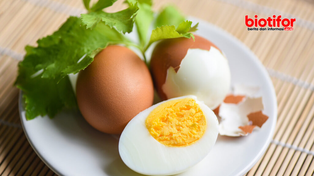 manfaat kuning telur