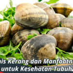 jenis kerang