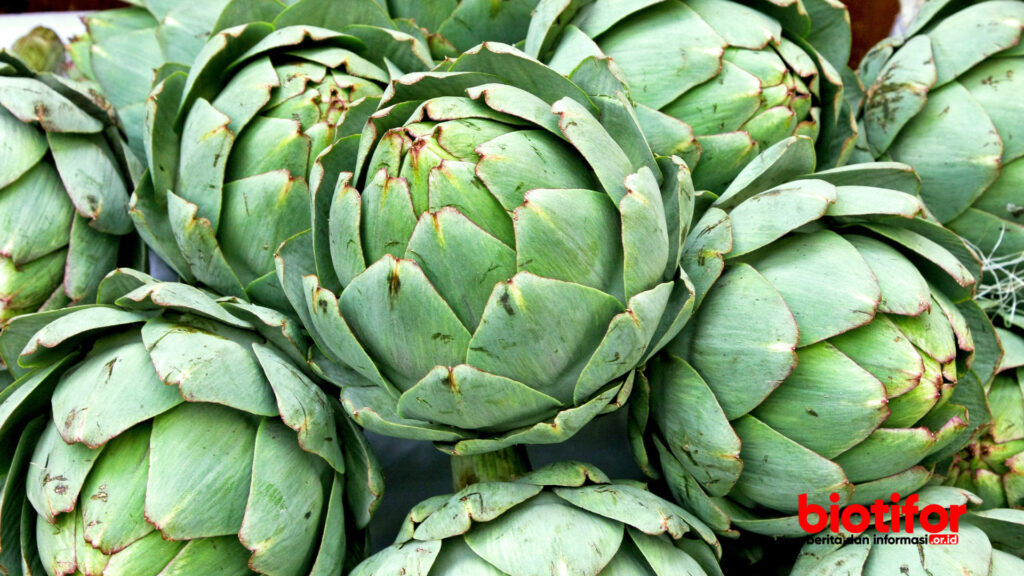 tanaman artichoke 