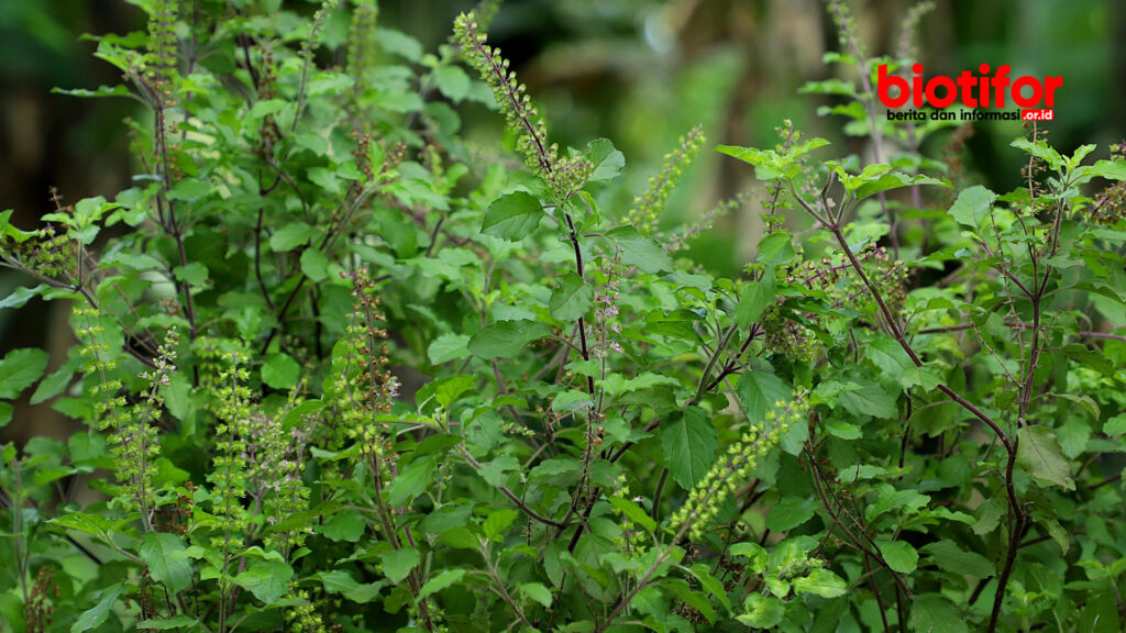 manfaat daun kemangi suci