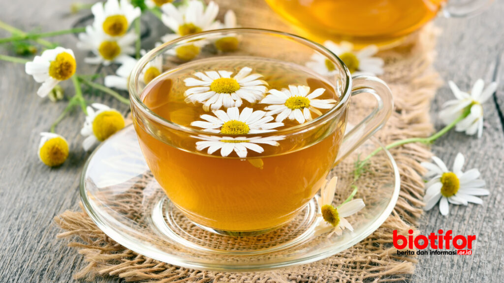 Tanaman Obat tradisional Chamomile