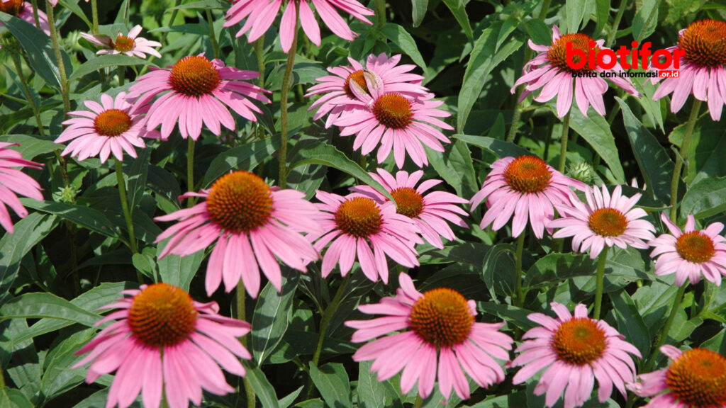 tanaman Echinacea