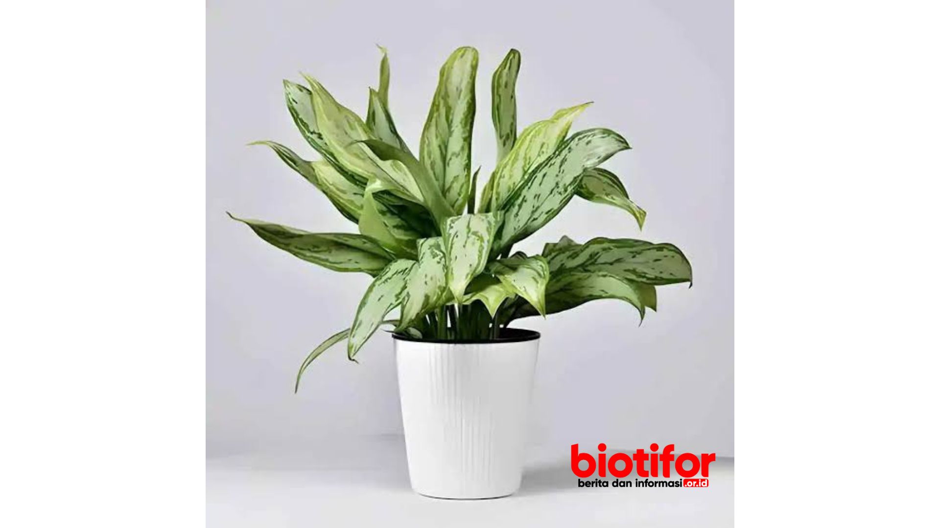 Aglonema Silver Queen