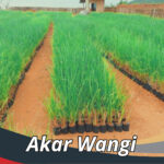 Akar Wangi