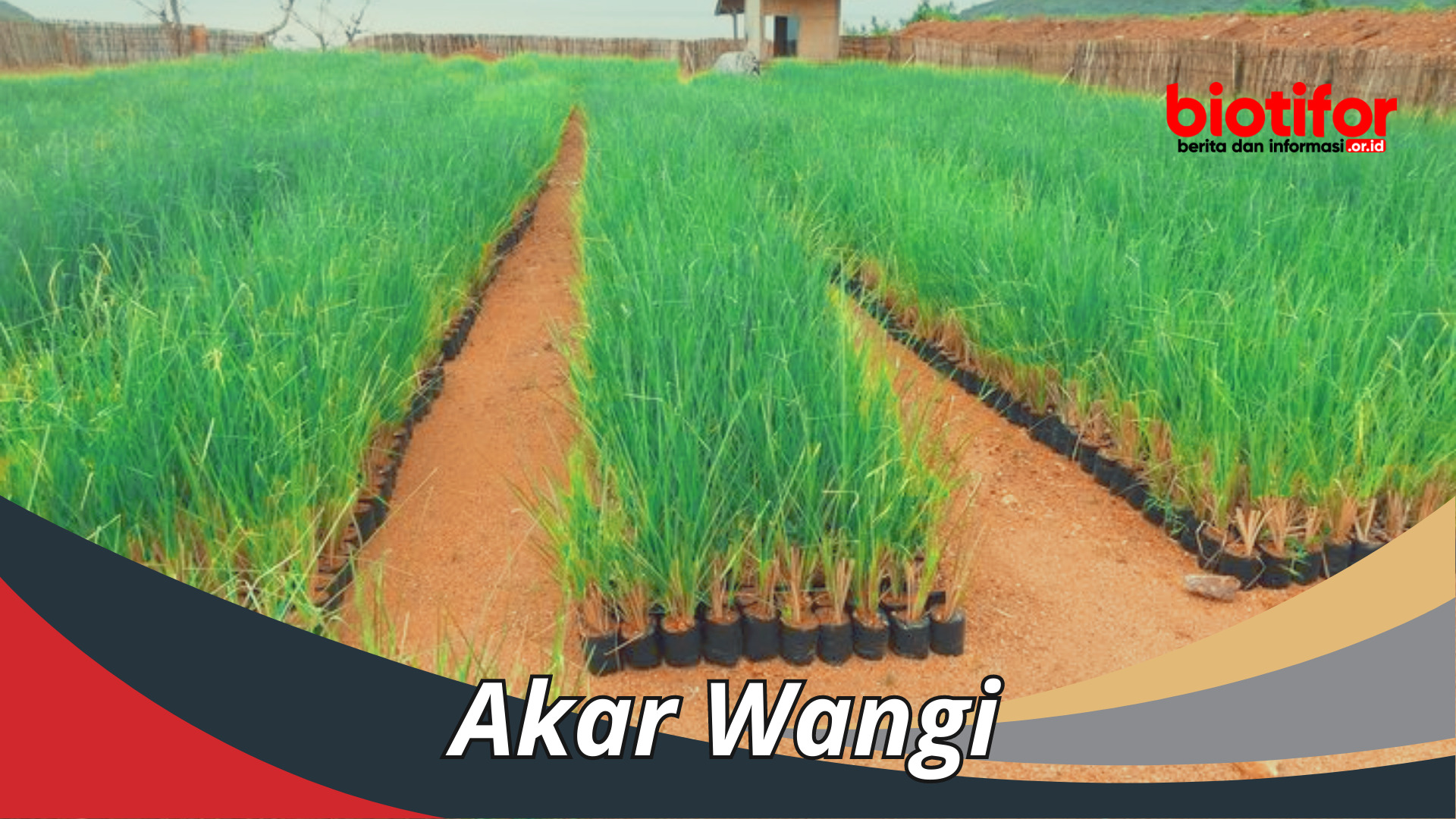 Akar Wangi : Mengungkap Wangi Dunia Budaya Indonesia