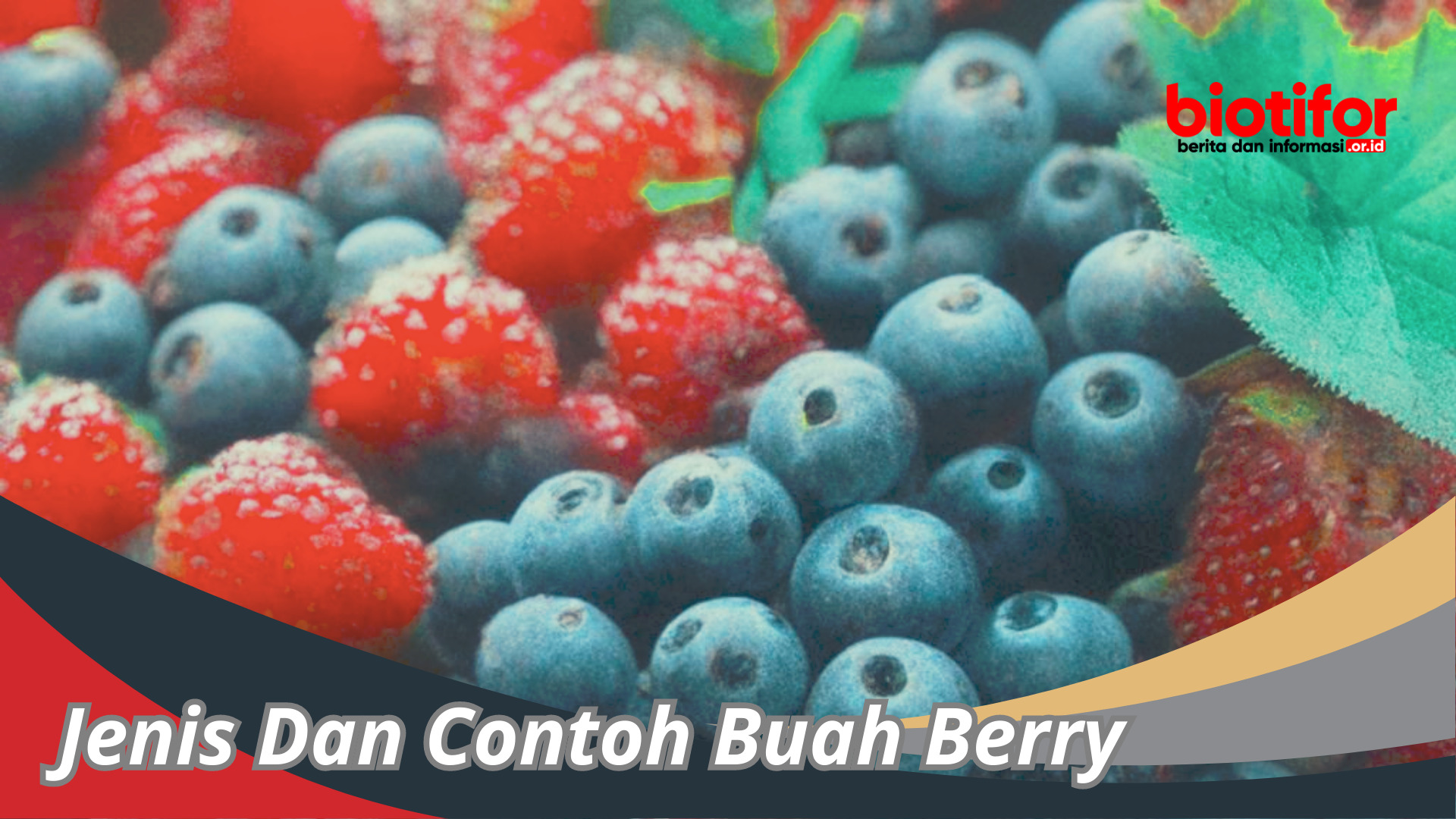 Jenis Dan Contoh Buah Berry : Kaya Akan Nutrisi
