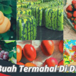 Buah Termahal Di Dunia