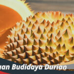 Budidaya Durian