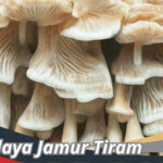 Budidaya Jamur Tiram