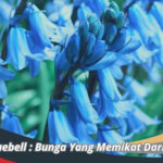 Bunga Bluebell