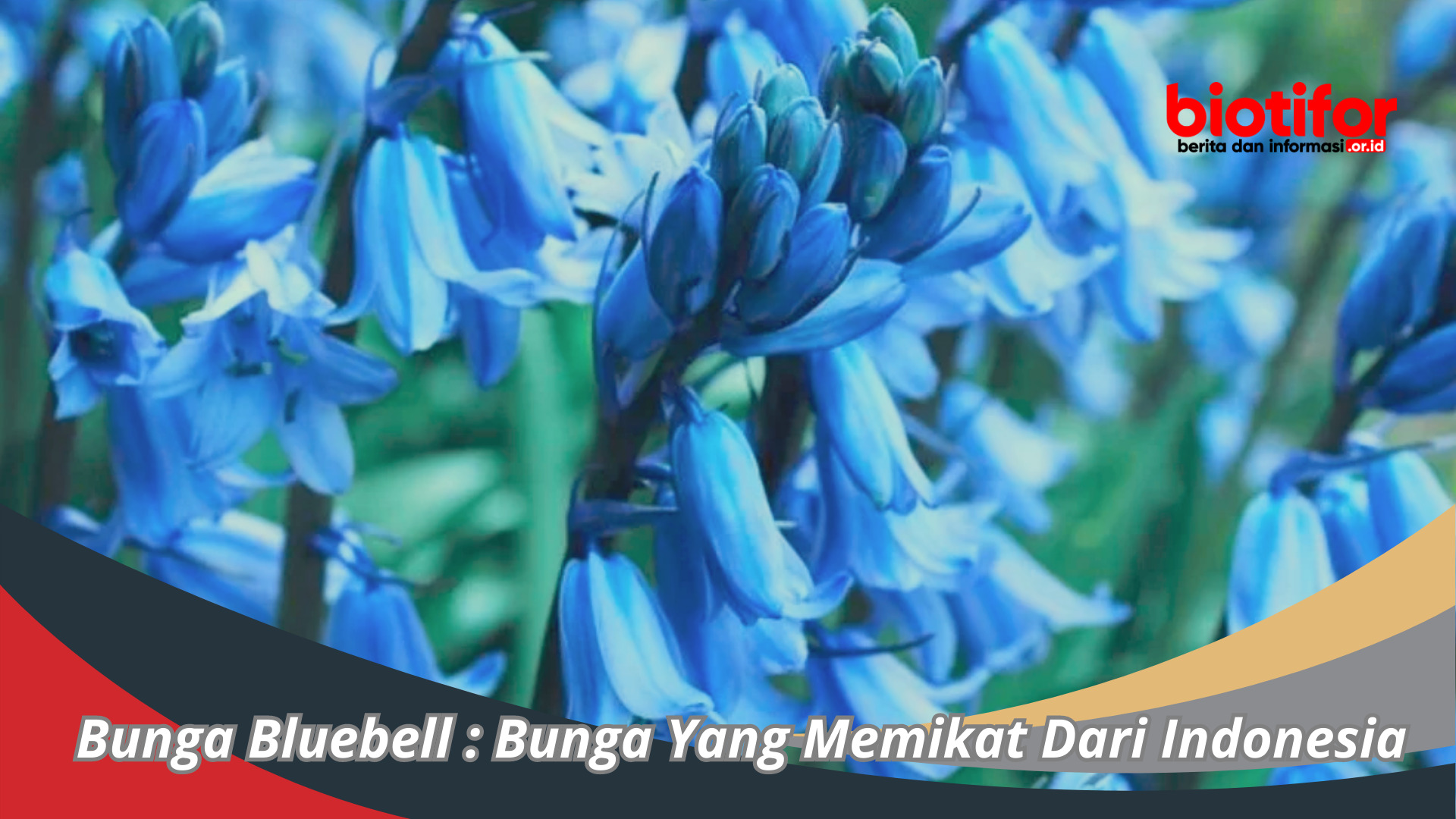 Bunga Bluebell : Bunga Yang Memikat Dari Indonesia