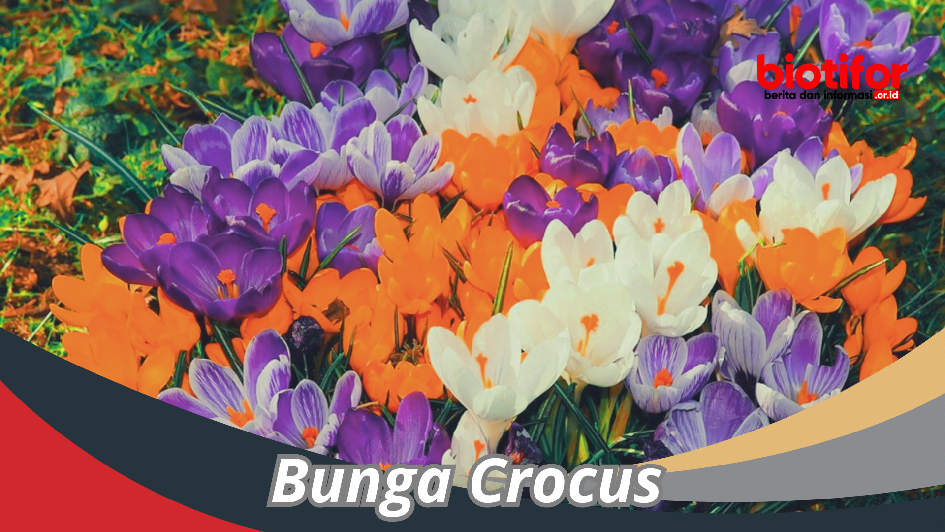 Bunga Crocus : Bunga Indah Dan Memesona