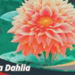 Bunga Dahlia