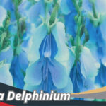 Bunga Delphinium