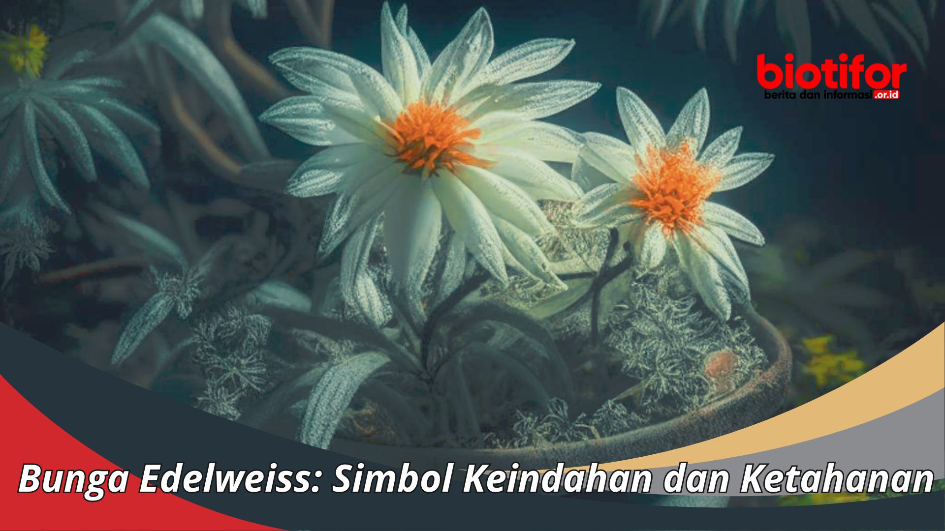 Bunga Edelweiss , Simbol Keindahan Dan Ketahanan