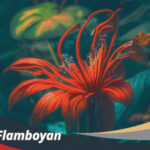 Bunga Flamboyan