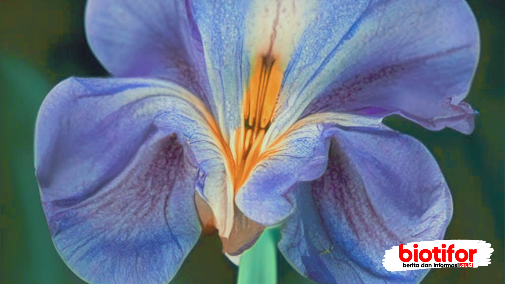 bunga iris