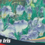 Bunga Iris