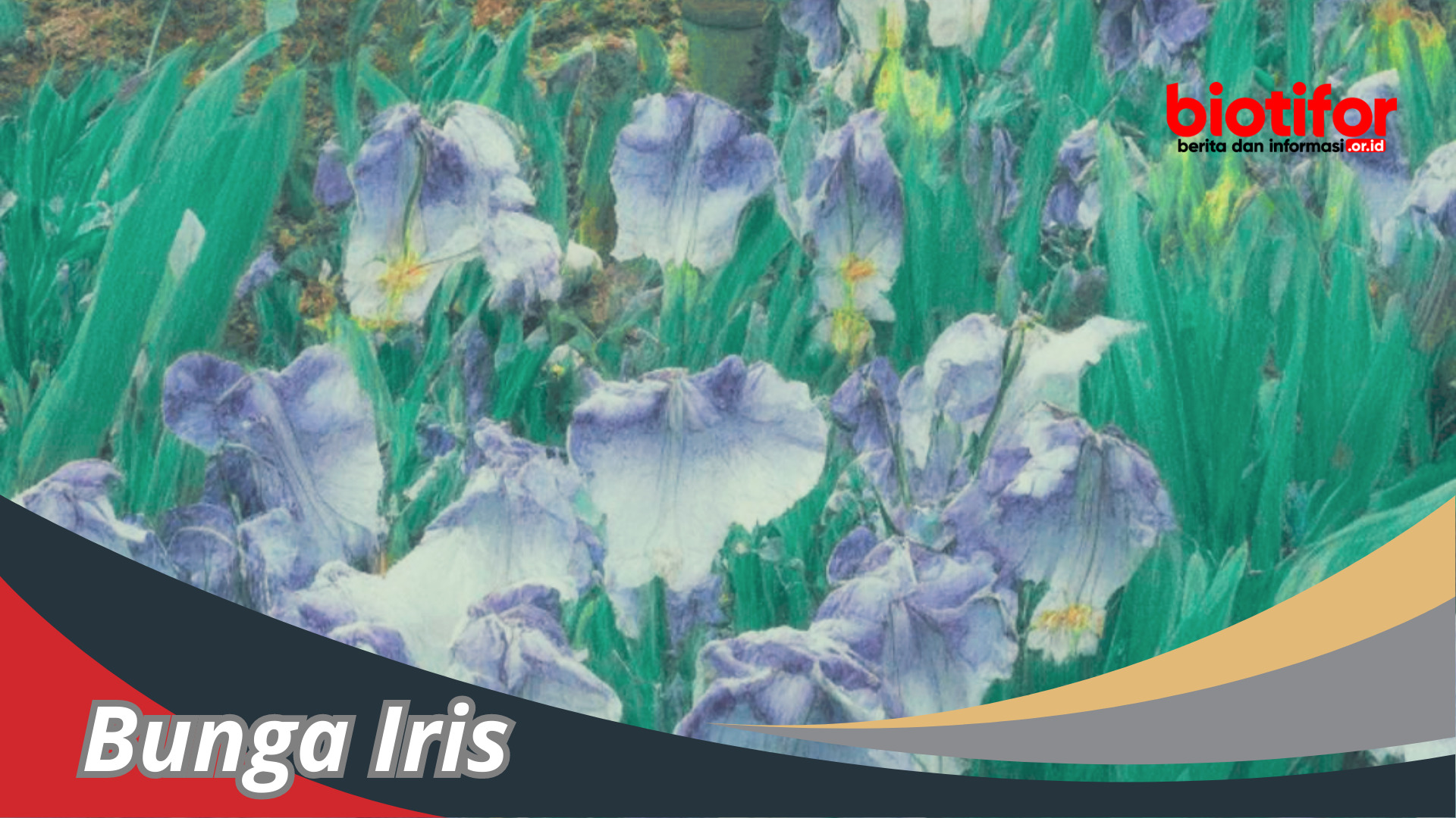 Bunga Iris