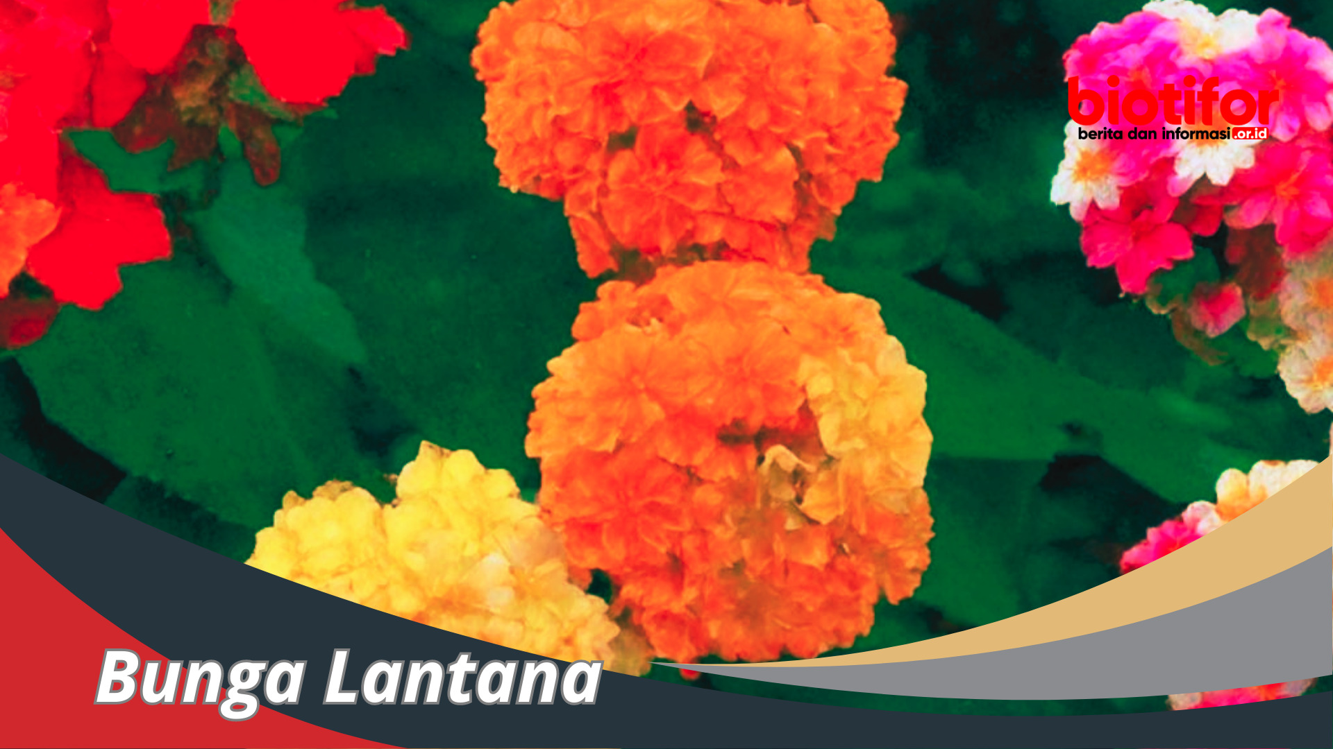 bunga lantana