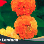 Bunga Lantana