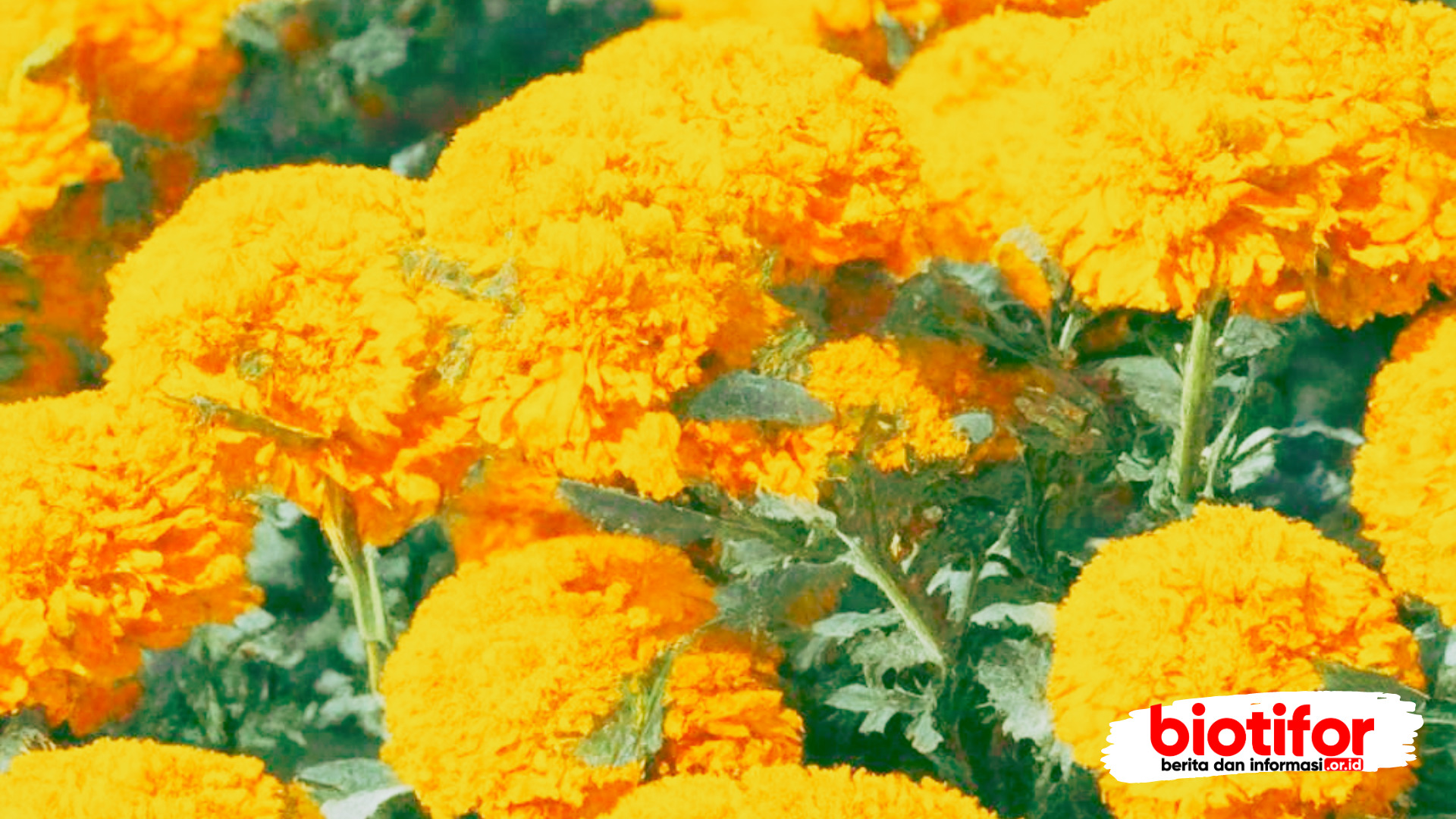 bunga marigold