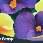 Bunga Pansy
