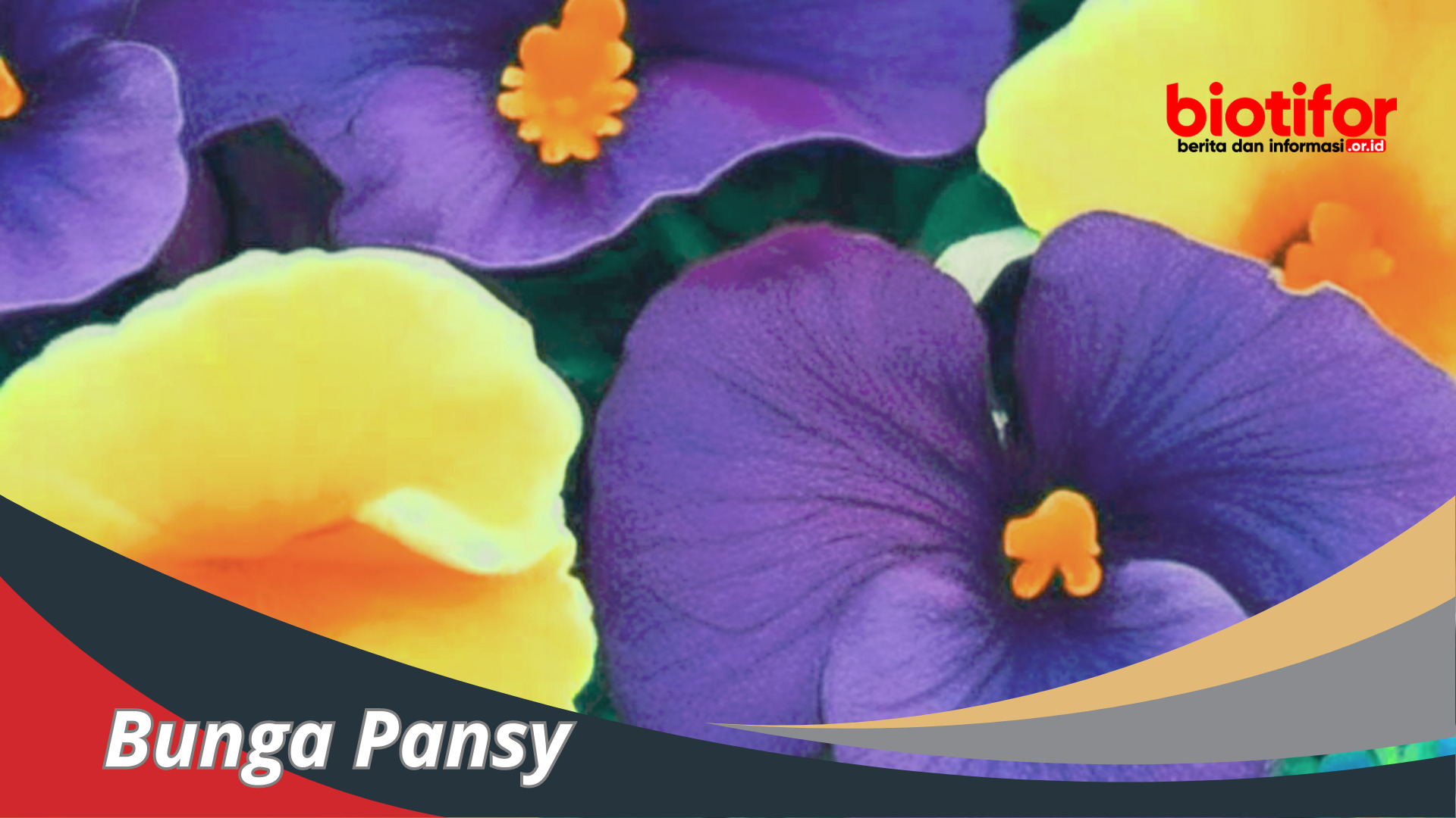 Bunga Pansy: Warna-Warni Keindahan Yang Menawan