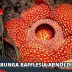Bunga Rafflesia Arnoldi