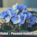 Bunga Violet