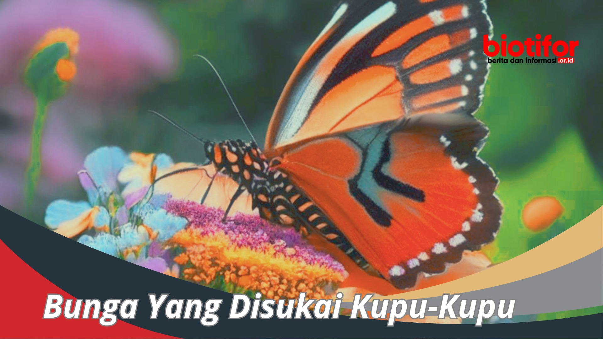 Jenis Bunga Yang Disukai Kupu-Kupu