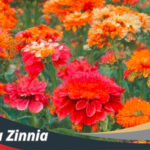 Bunga Zinnia