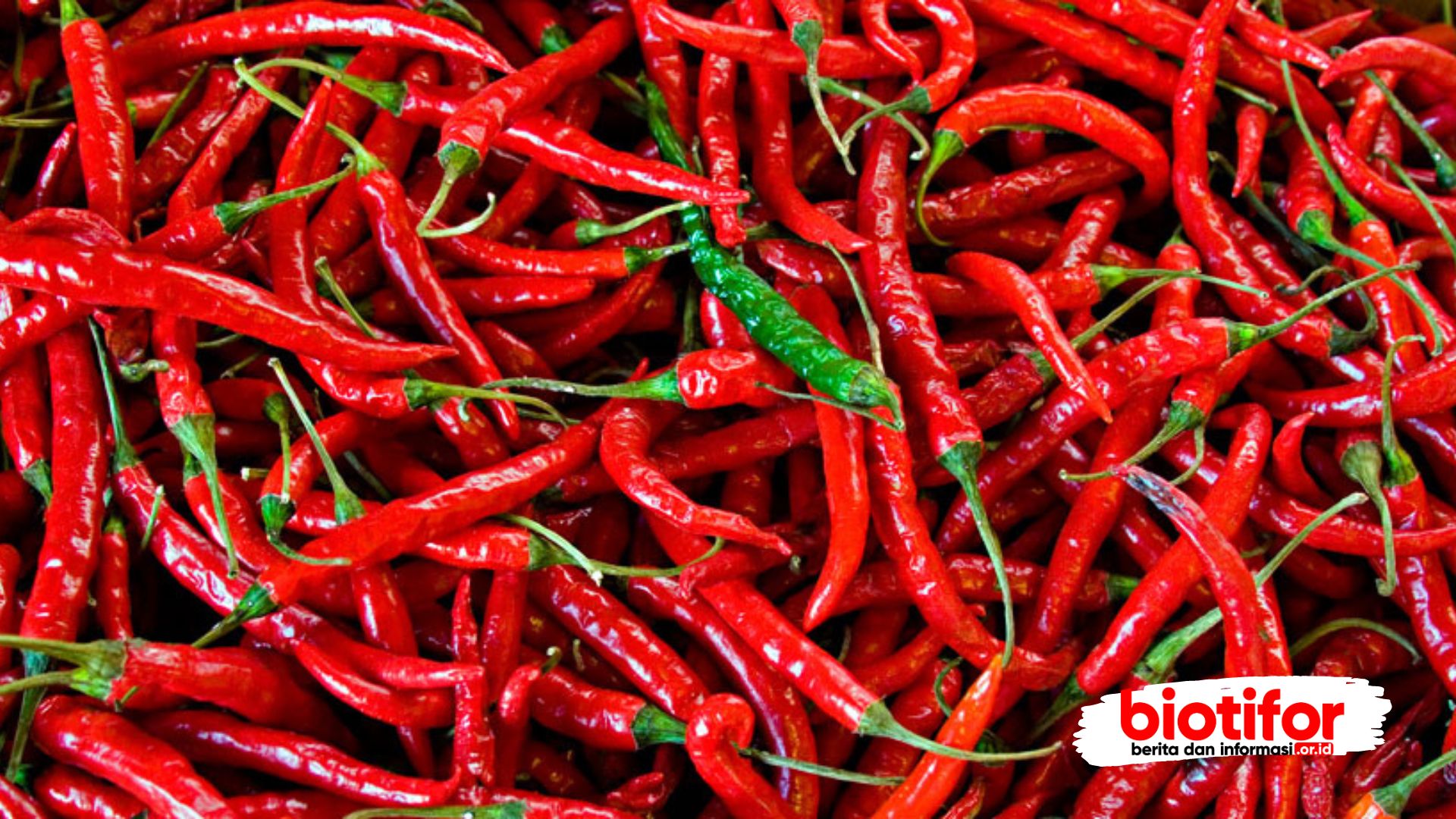 Jenis Tanaman yang Cepat Panen -Cabe dan Paprika