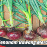 Cara Menanam Bawang Merah