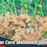 Cara Menanam Jahe